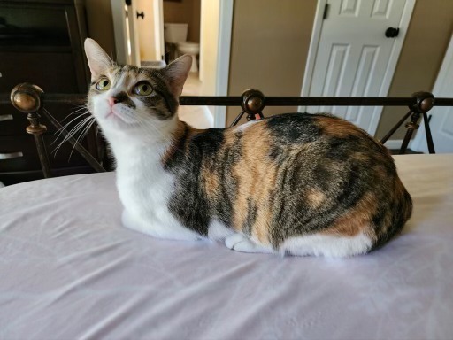 Enlarge Whiskey, a Adoptable Calico in Grand Prairie, TX image 3/5