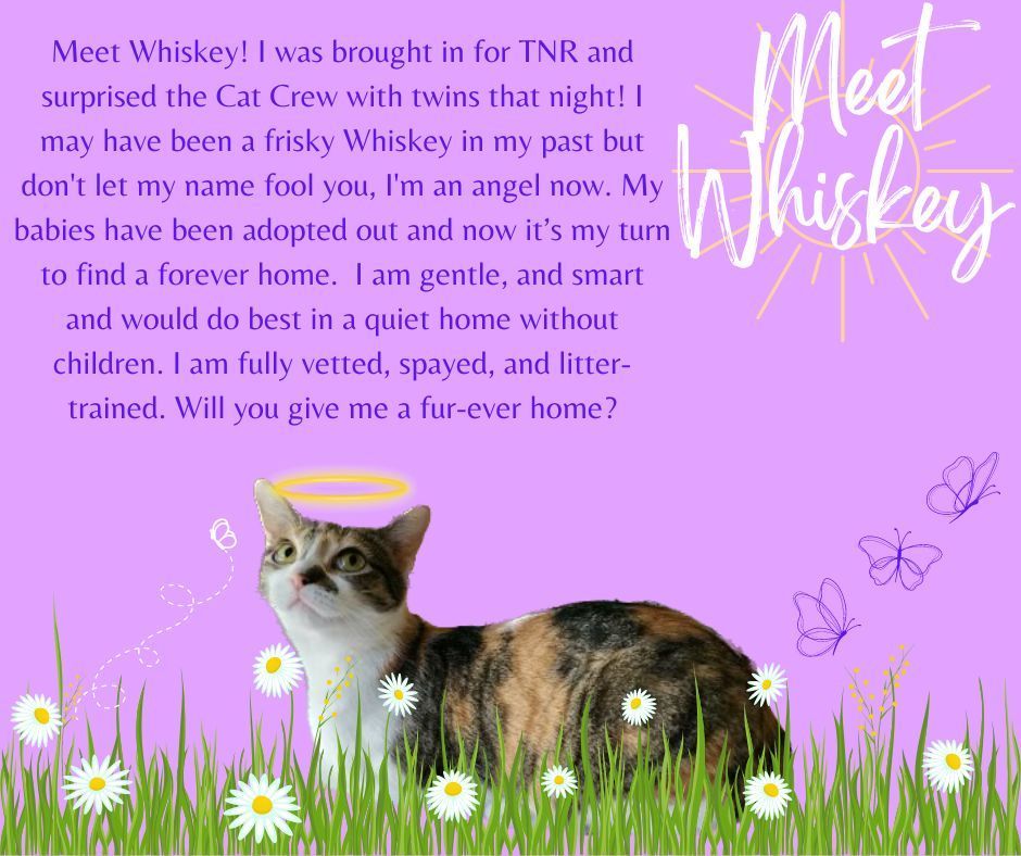 Enlarge Whiskey, a Adoptable Calico in Grand Prairie, TX image 4/5