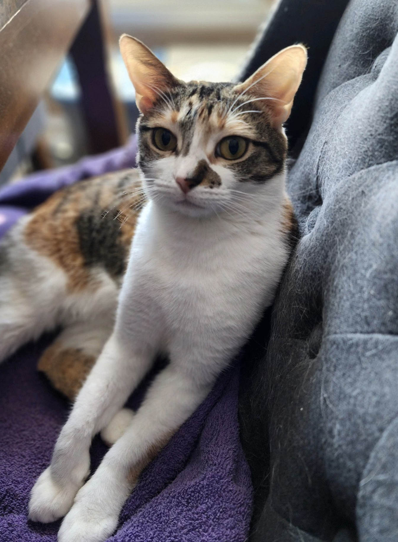 Enlarge Whiskey, a Adoptable Calico in Grand Prairie, TX image 5/5