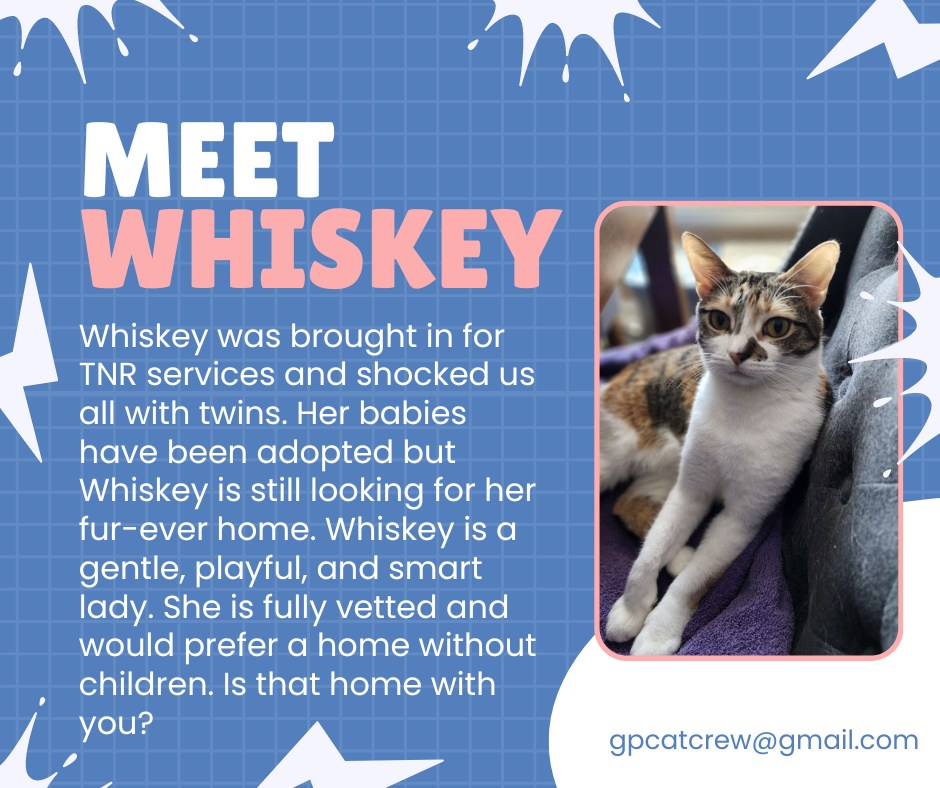 Enlarge Whiskey, a Adoptable Calico in Grand Prairie, TX image 1/5