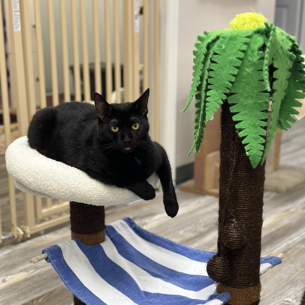 Griselda, Adoptable, Adult Female Domestic Short Hair.