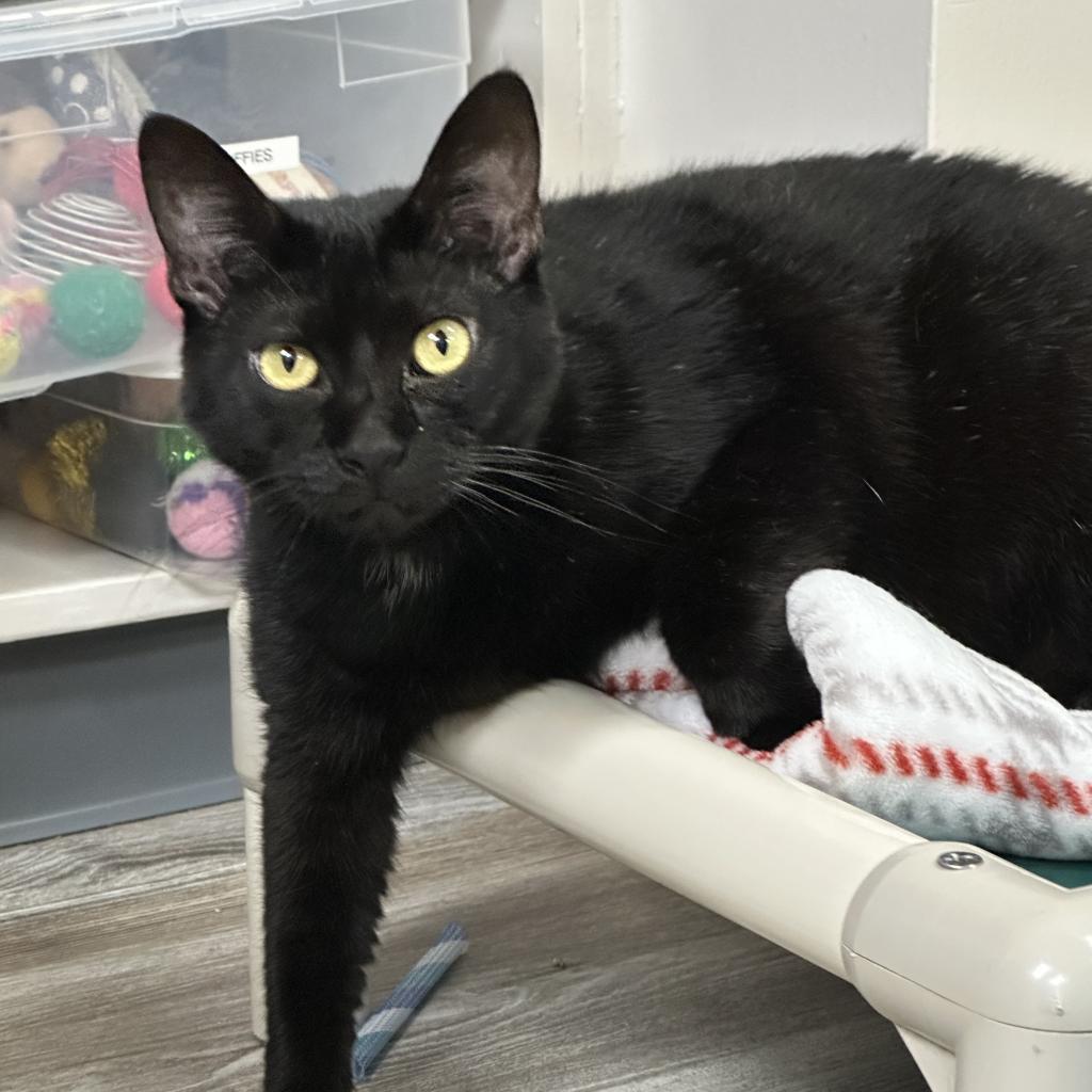 Griselda — thumbnail 2