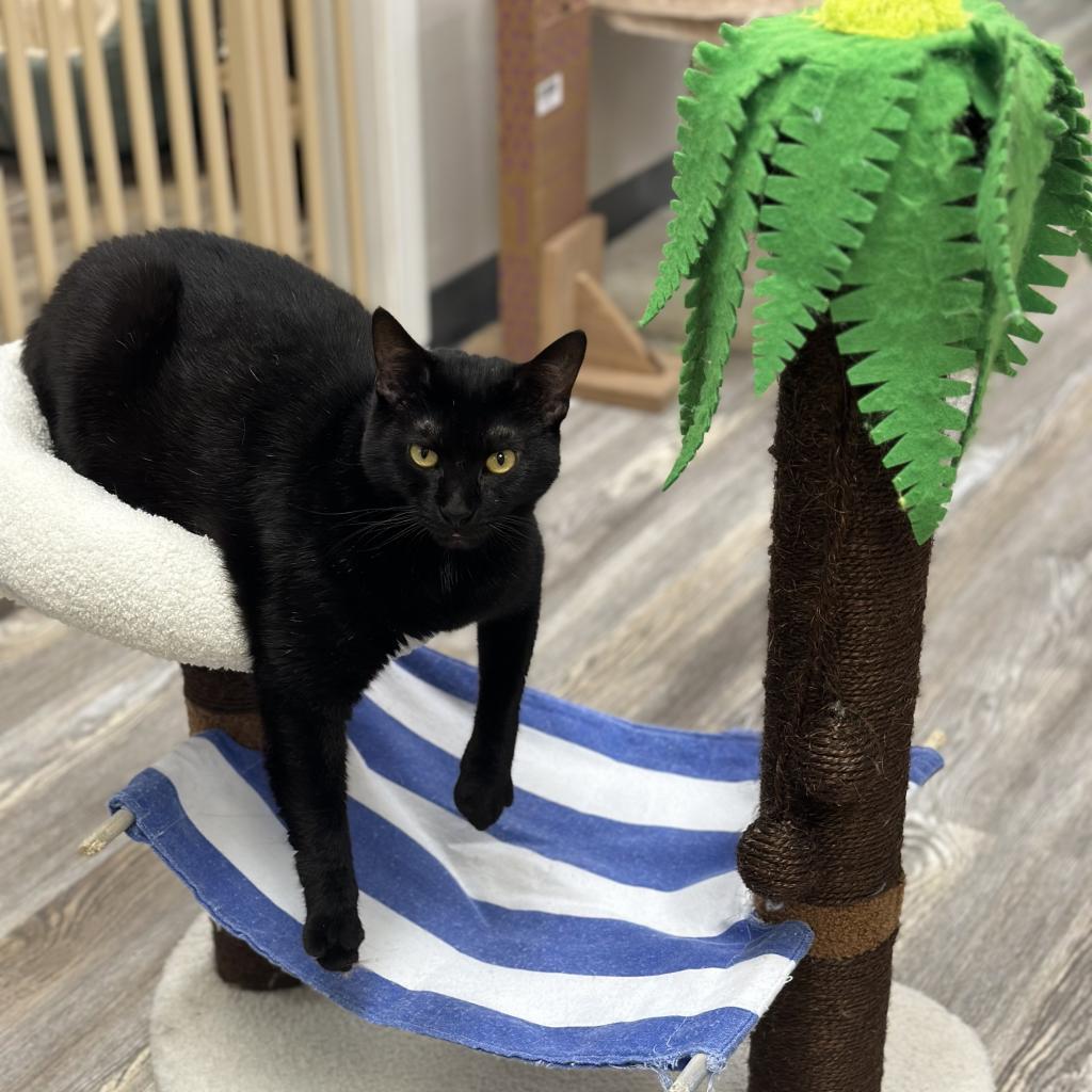 Griselda, a Adoptable Domestic Short Hair in Cumming, GA image 3/6