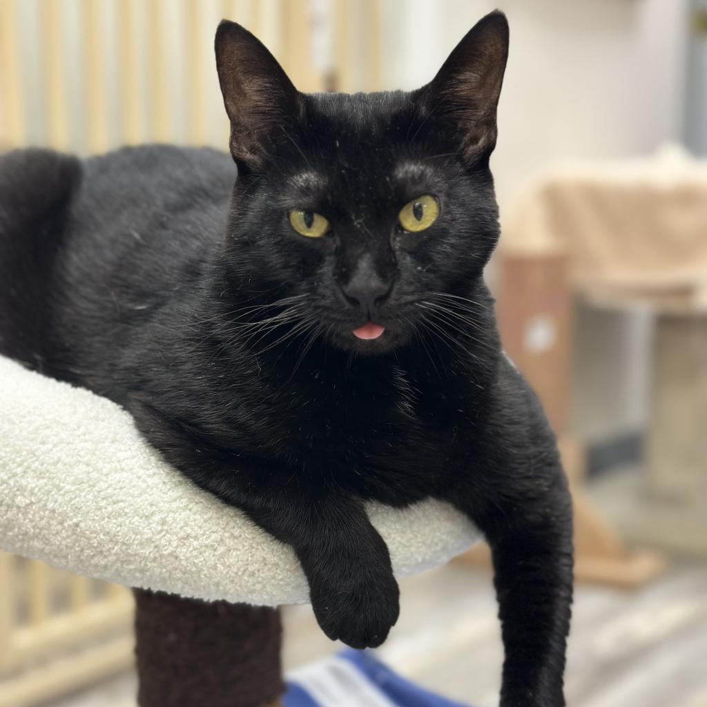 Griselda, a Adoptable Domestic Short Hair in Cumming, GA image 4/6