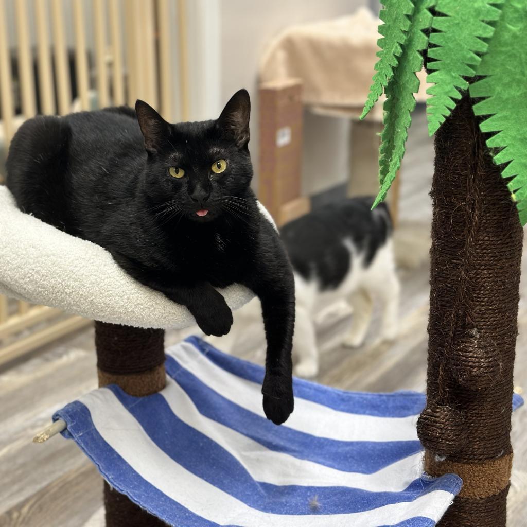 Griselda, a Adoptable Domestic Short Hair in Cumming, GA image 5/6