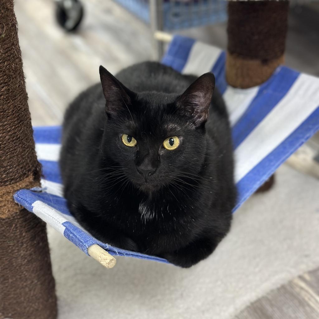 Griselda, a Adoptable Domestic Short Hair in Cumming, GA image 6/6