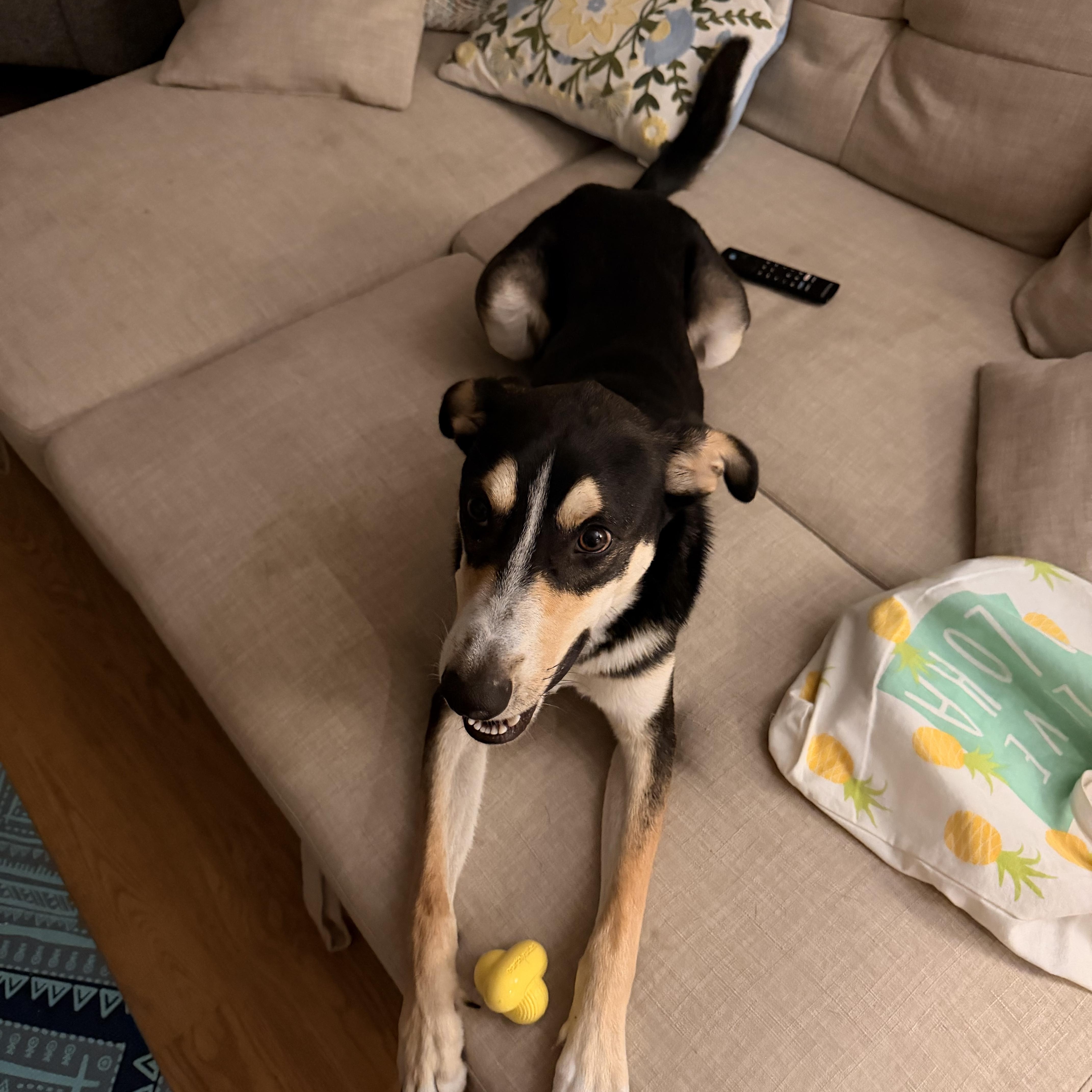 Myles, a Adoptable mixed breed in Putnam, CT image 5/6