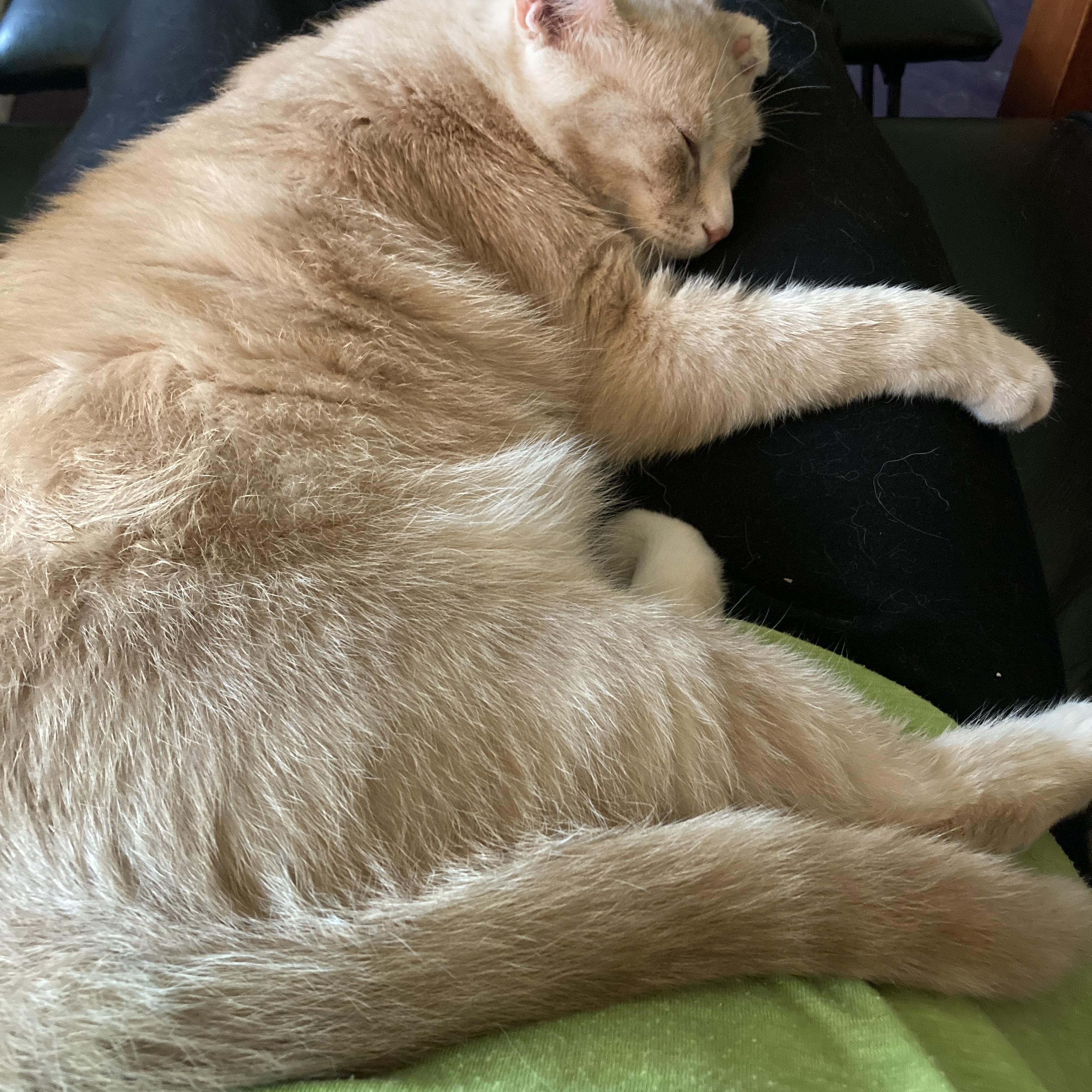 Frankie, a ADOPTABLE Domestic Short Hair in Ottawa, ON image 5/5