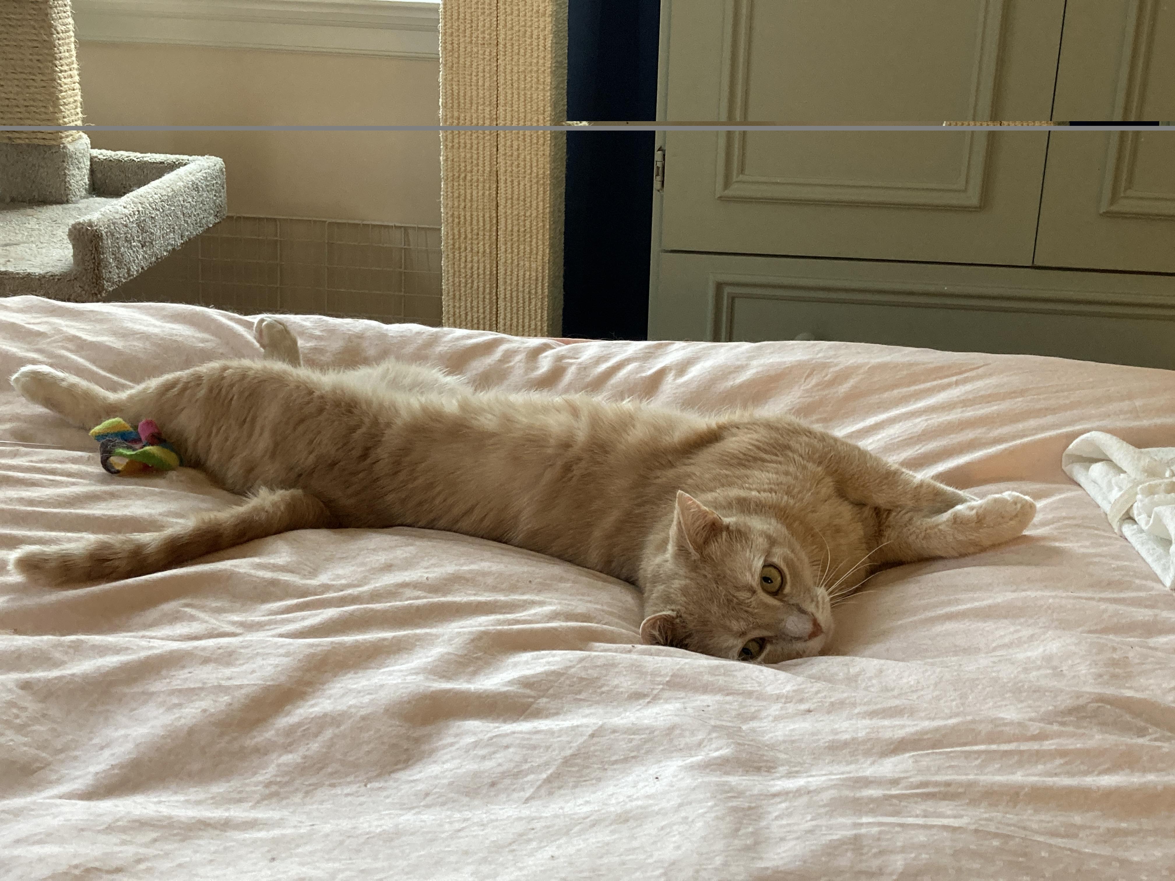 Frankie, a ADOPTABLE Domestic Short Hair in Ottawa, ON image 4/5