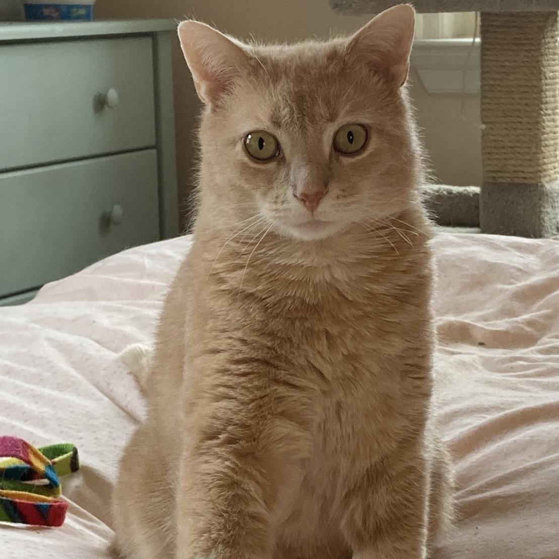 Frankie, ADOPTABLE, Adult Male Domestic Short Hair.