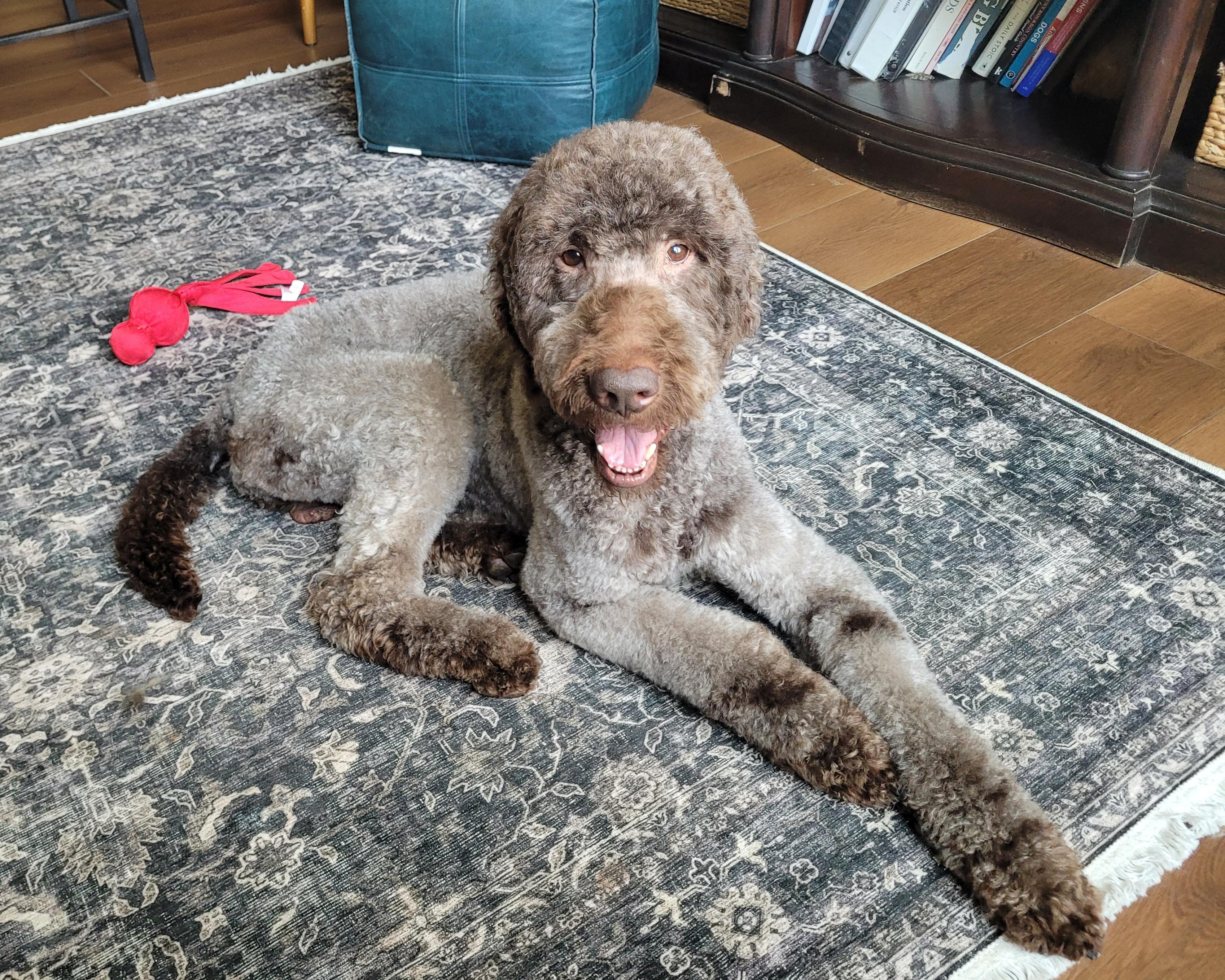 Waylon, ADOPTABLE, Young Male Labradoodle.