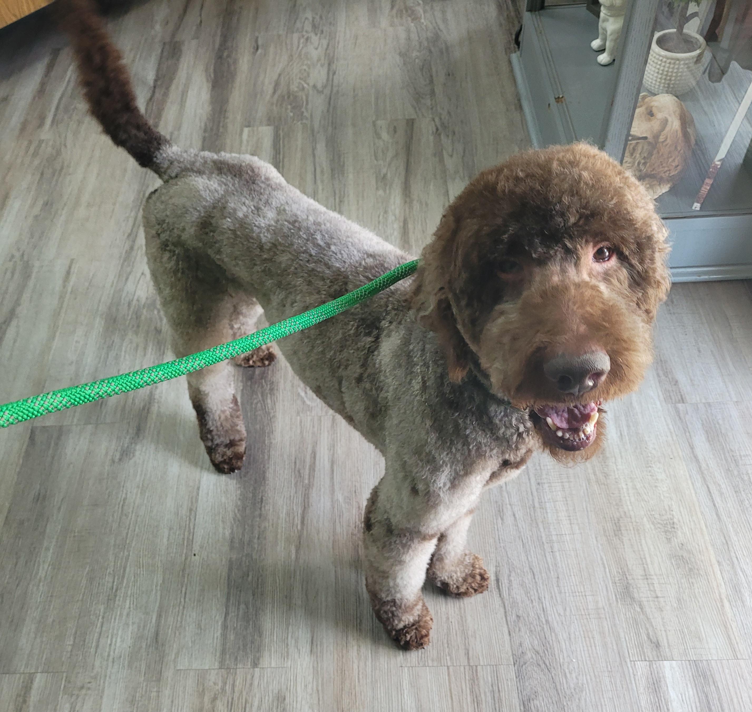 Enlarge Waylon, a ADOPTABLE Labradoodle in Clarksburg, MD image 4/6