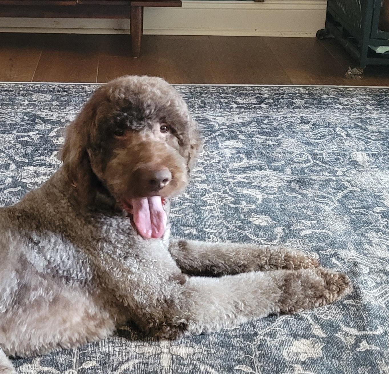 Enlarge Waylon, a ADOPTABLE Labradoodle in Clarksburg, MD image 3/6