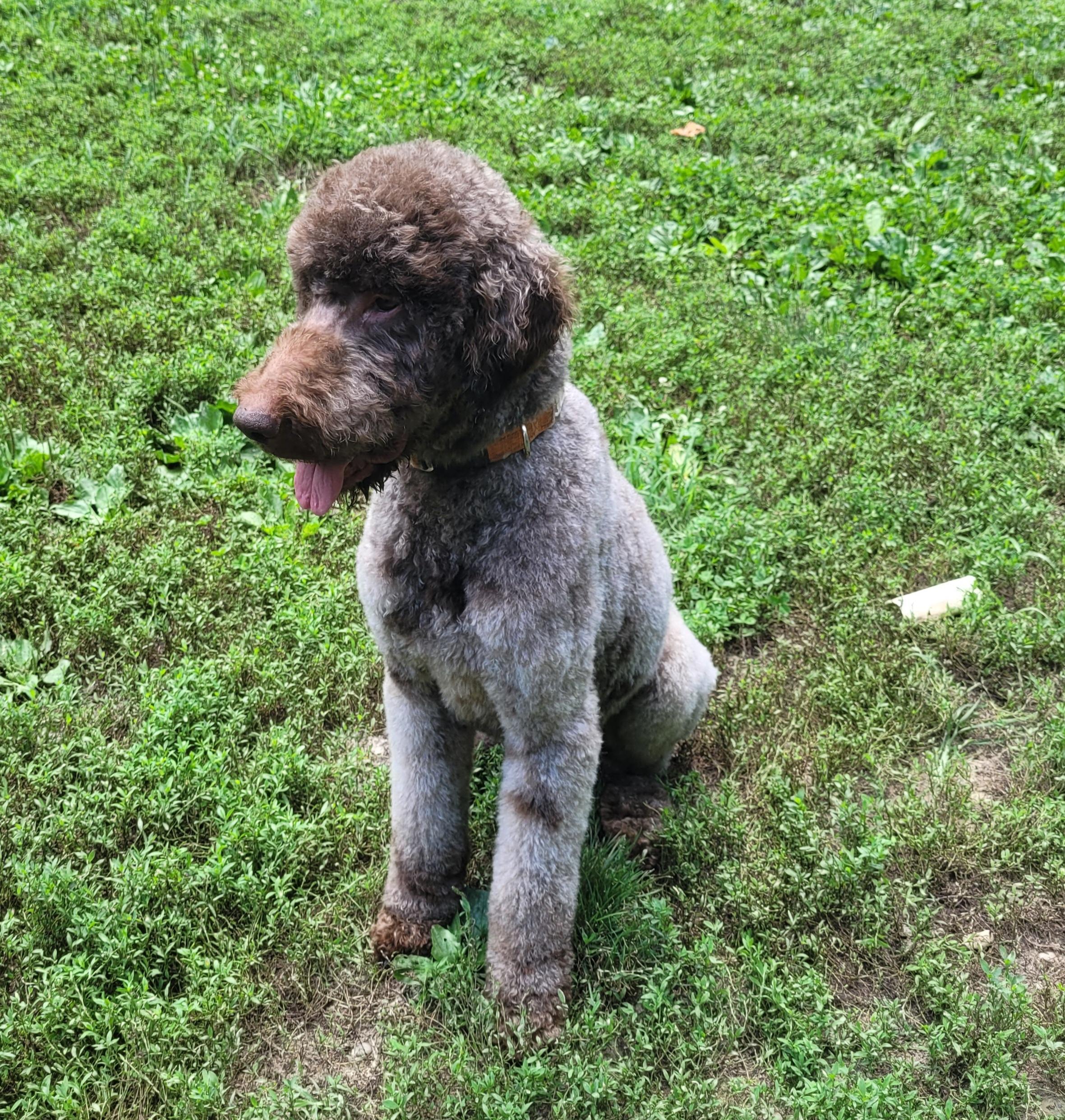 Enlarge Waylon, a ADOPTABLE Labradoodle in Clarksburg, MD image 2/6