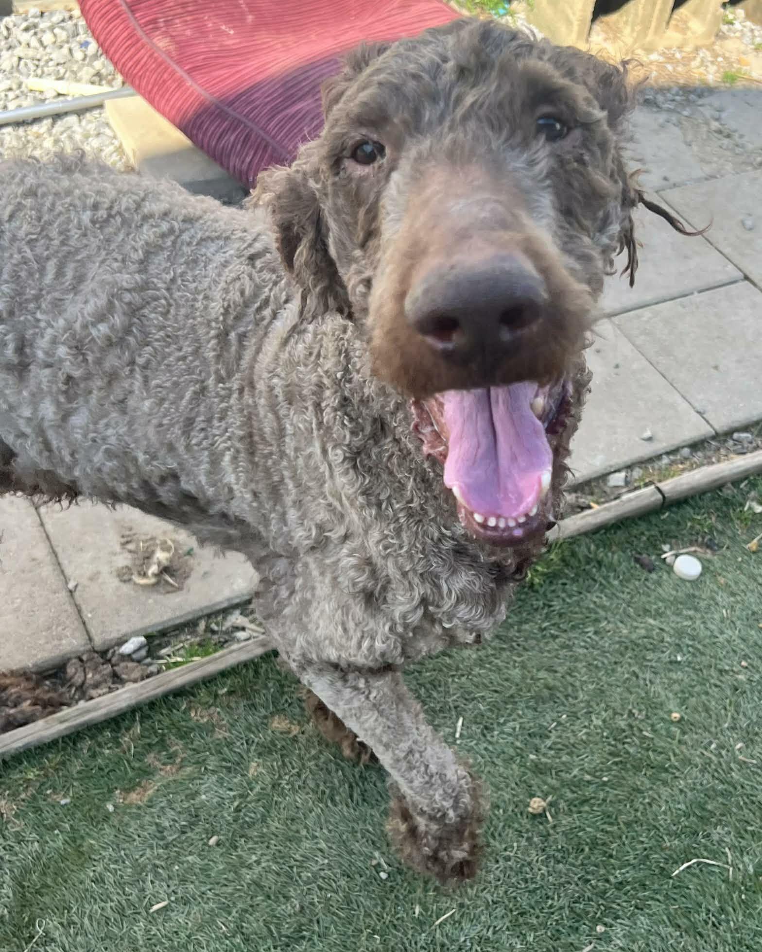 Enlarge Waylon, a ADOPTABLE Labradoodle in Clarksburg, MD image 2/5
