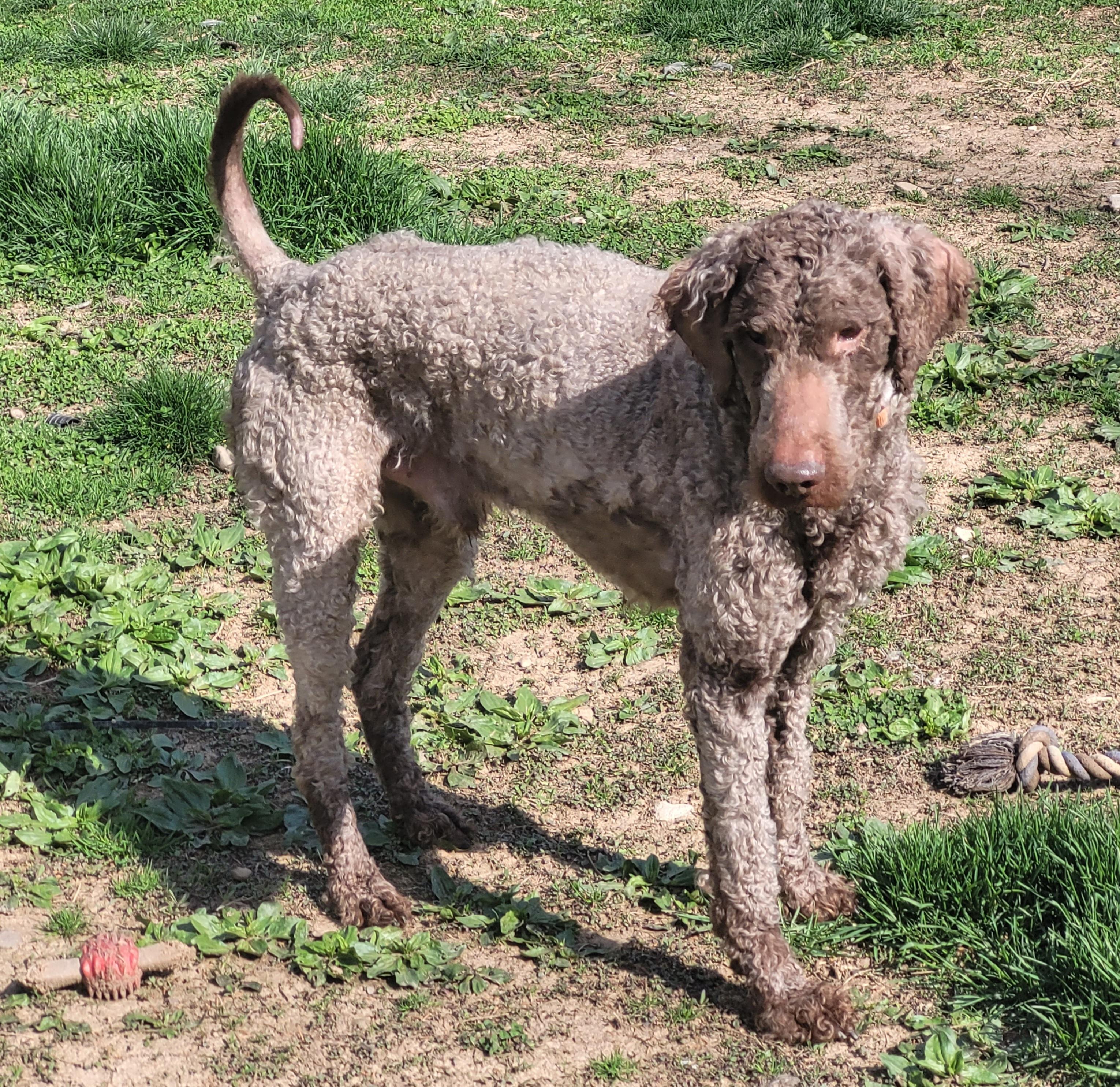 Enlarge Waylon, a ADOPTABLE Labradoodle in Clarksburg, MD image 1/5