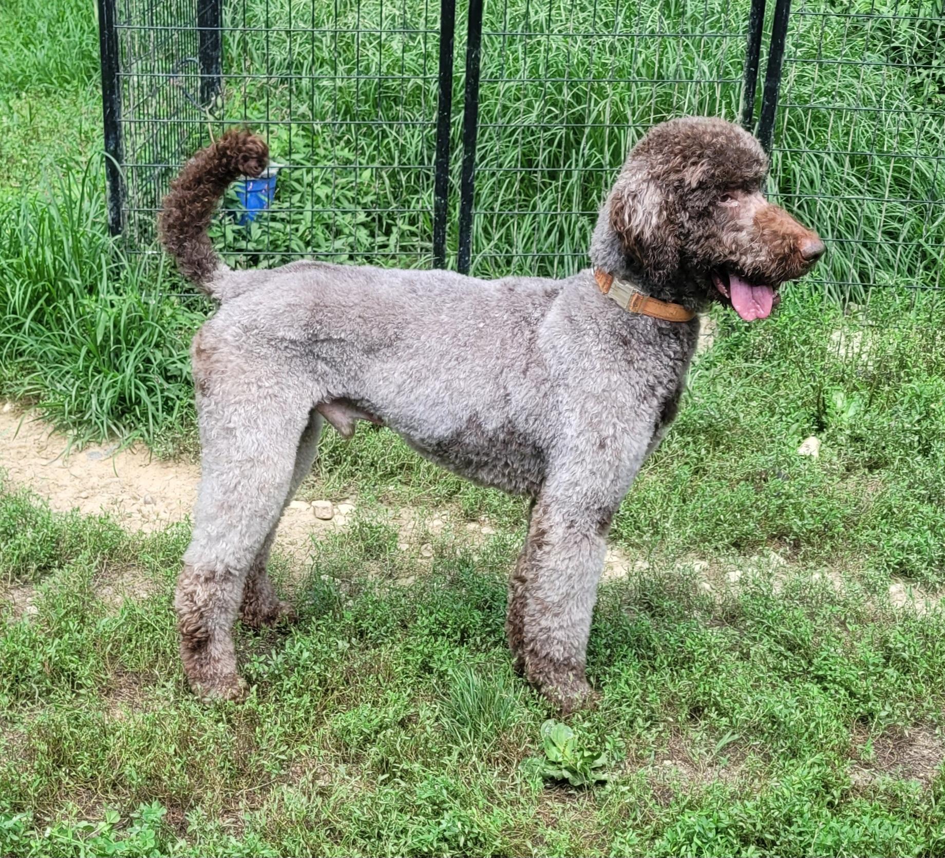 Enlarge Waylon, a ADOPTABLE Labradoodle in Clarksburg, MD image 5/6