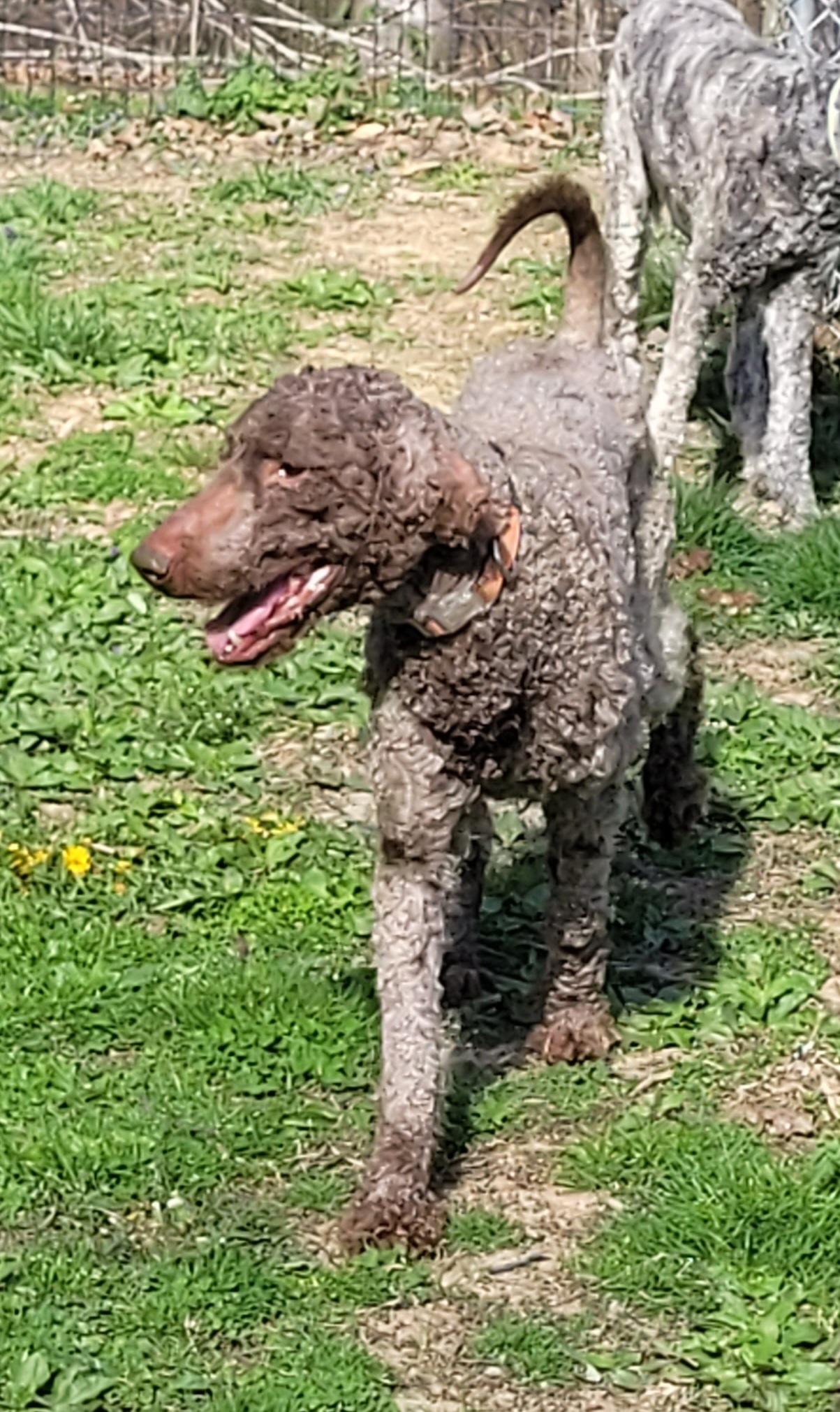 Enlarge Waylon, a ADOPTABLE Labradoodle in Clarksburg, MD image 3/5
