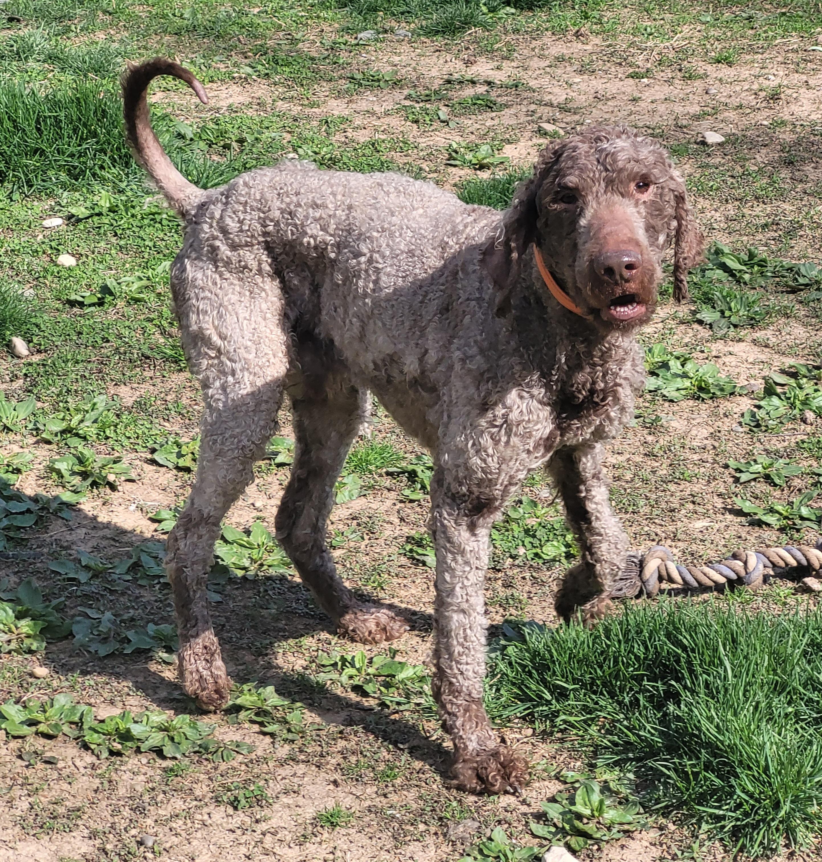 Enlarge Waylon, a ADOPTABLE Labradoodle in Clarksburg, MD image 5/5