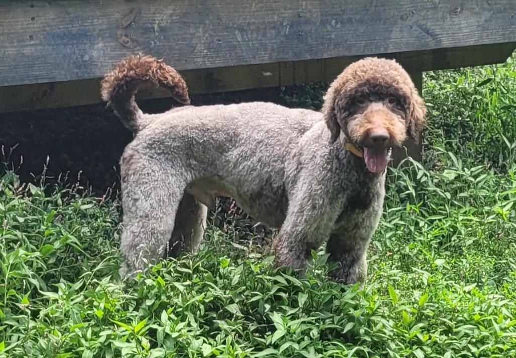 Enlarge Waylon, a ADOPTABLE Labradoodle in Clarksburg, MD image 6/6