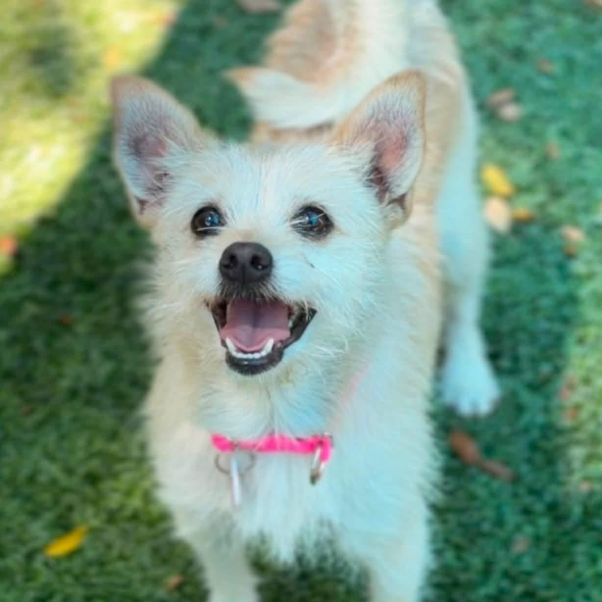 Peaches, ADOPTABLE, Young Female Terrier.