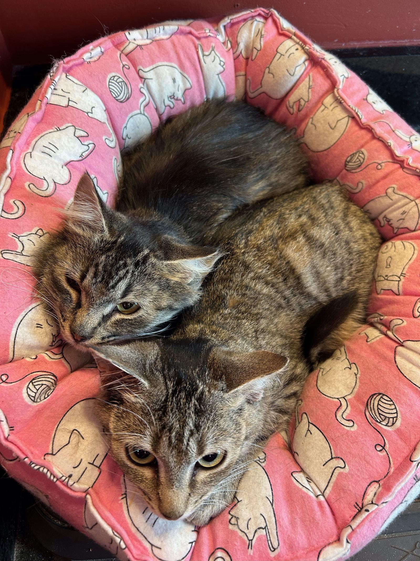 Lacey and Cagney (bonded pair), a Adoptable Domestic Short Hair in Wheaton, IL image 1/3