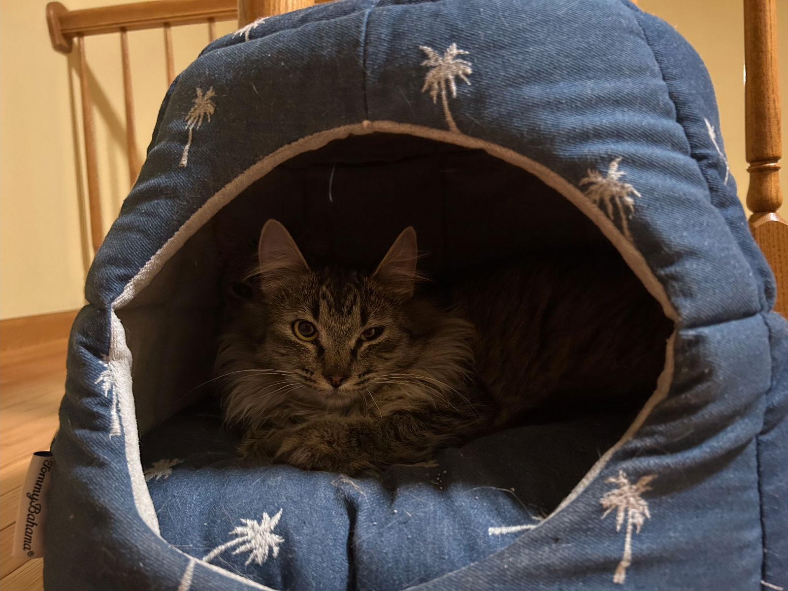 Lacey and Cagney (bonded pair), a Adoptable Domestic Short Hair in Wheaton, IL image 2/3