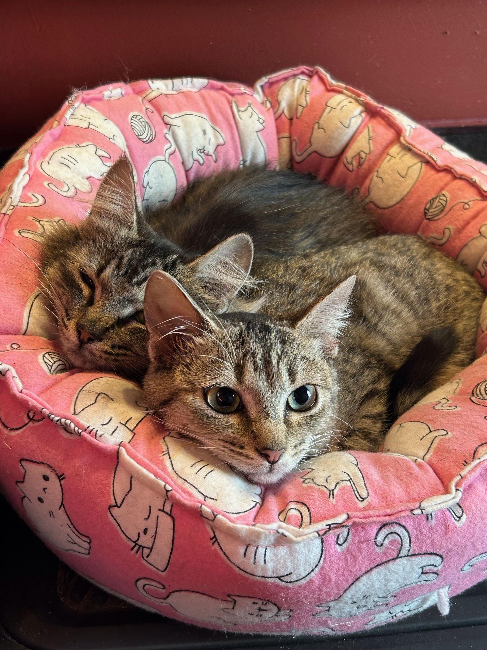 Lacey and Cagney (bonded pair), a Adoptable Domestic Short Hair in Wheaton, IL image 3/3