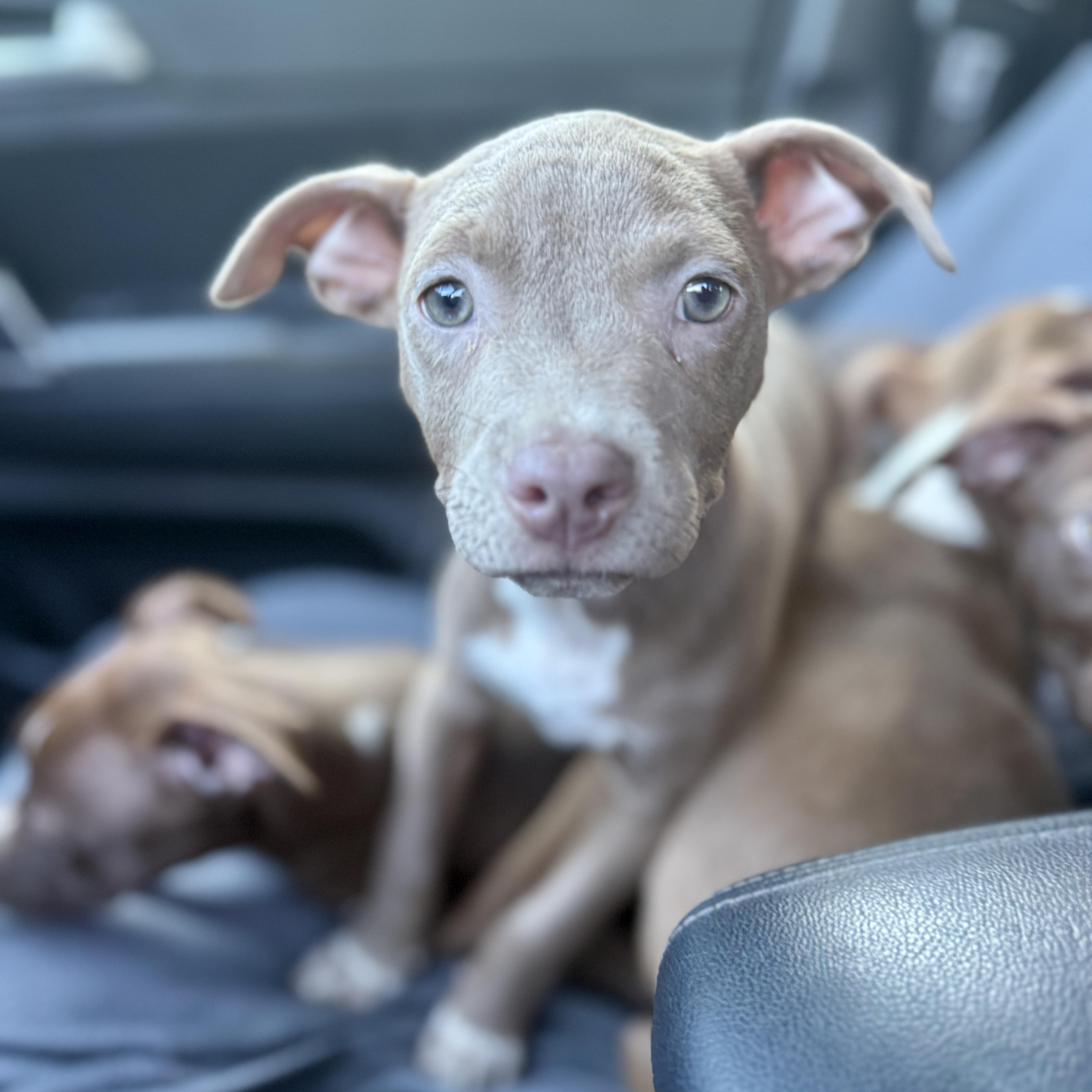 Gnocchi, Adoptable, Puppy Female American Staffordshire Terrier & Pit Bull Terrier.