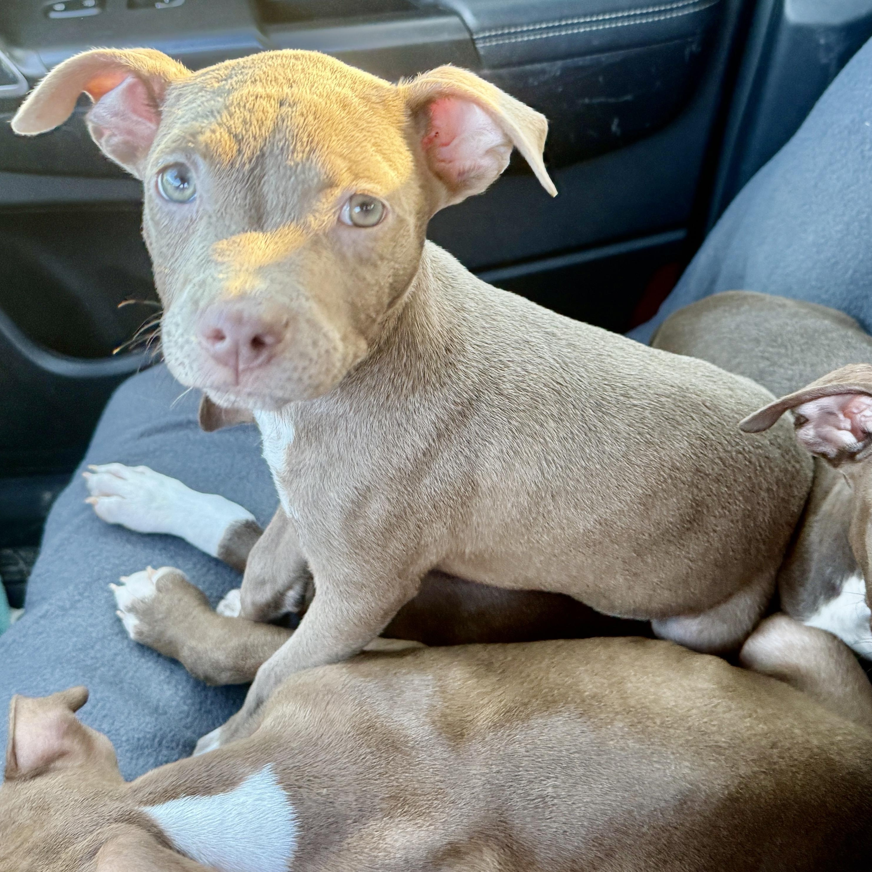 Enlarge Gnocchi, a Adoptable mixed breed in Deltona, FL image 3/4