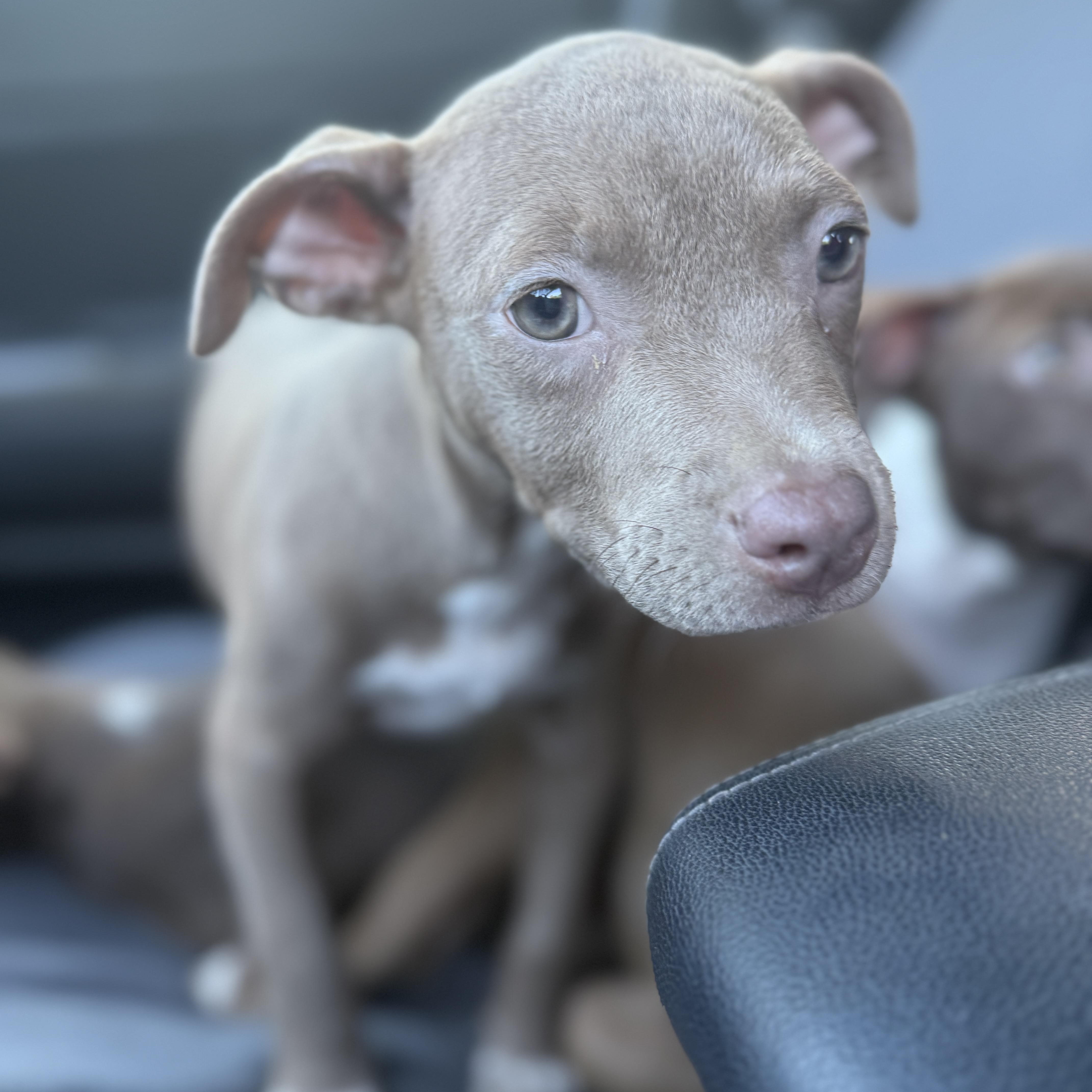 Enlarge Gnocchi, a Adoptable mixed breed in Deltona, FL image 4/4