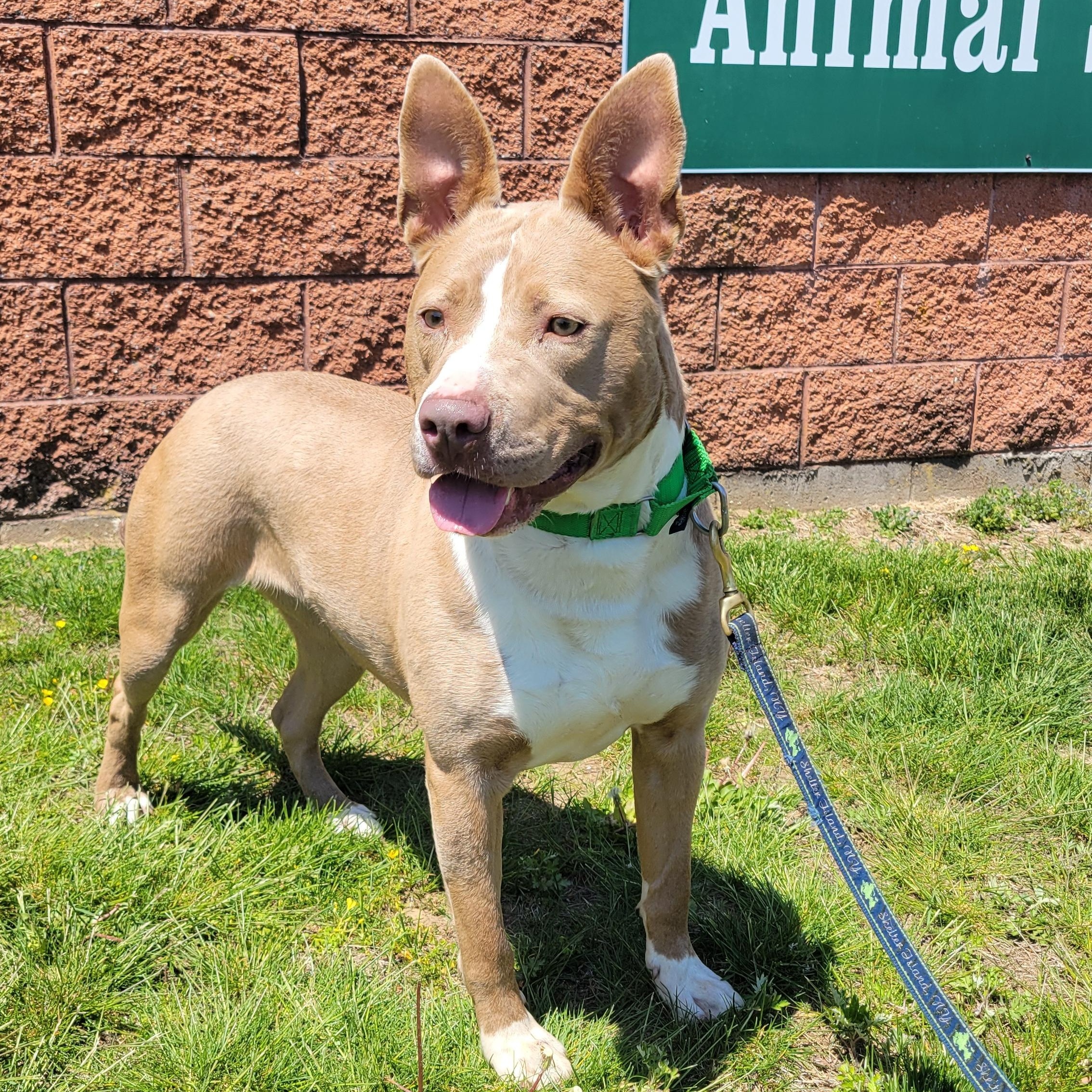 Enlarge Queen, a ADOPTABLE mixed breed in Southold, NY image 1/1