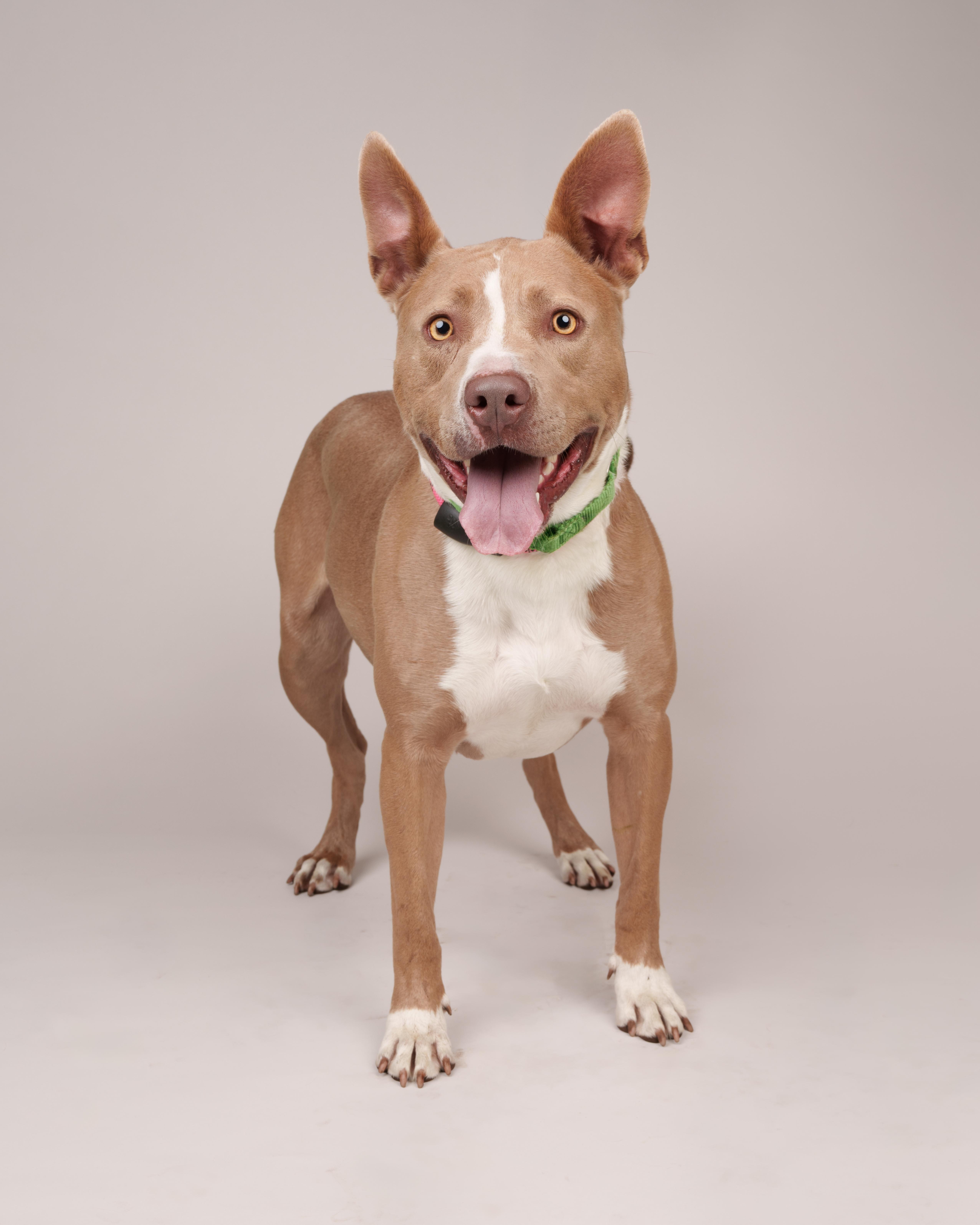 Queenie, Adoptable, Young Female Terrier.