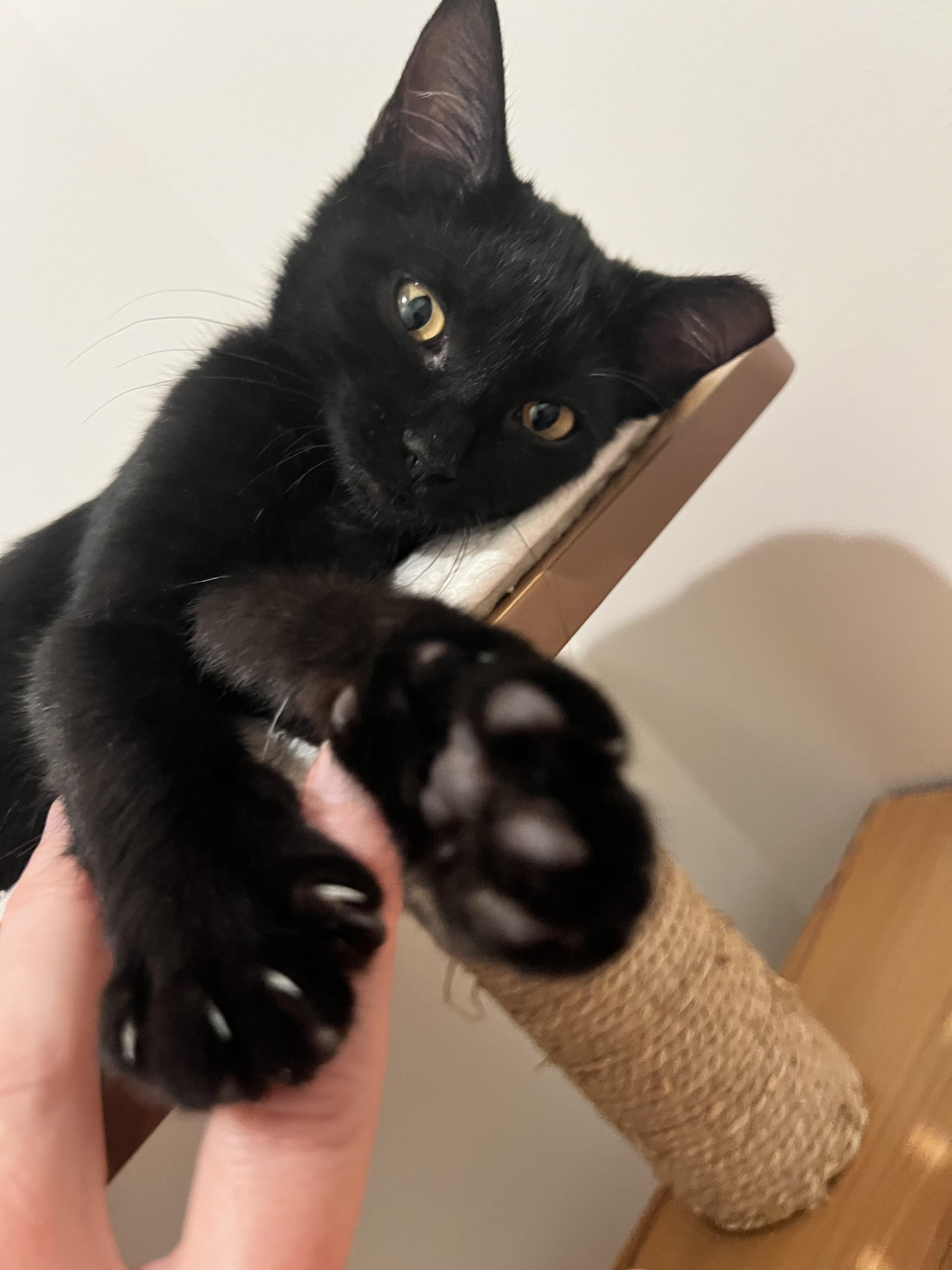 Enlarge Jillian, a Adoptable Domestic Short Hair in Columbia, MO image 1/3