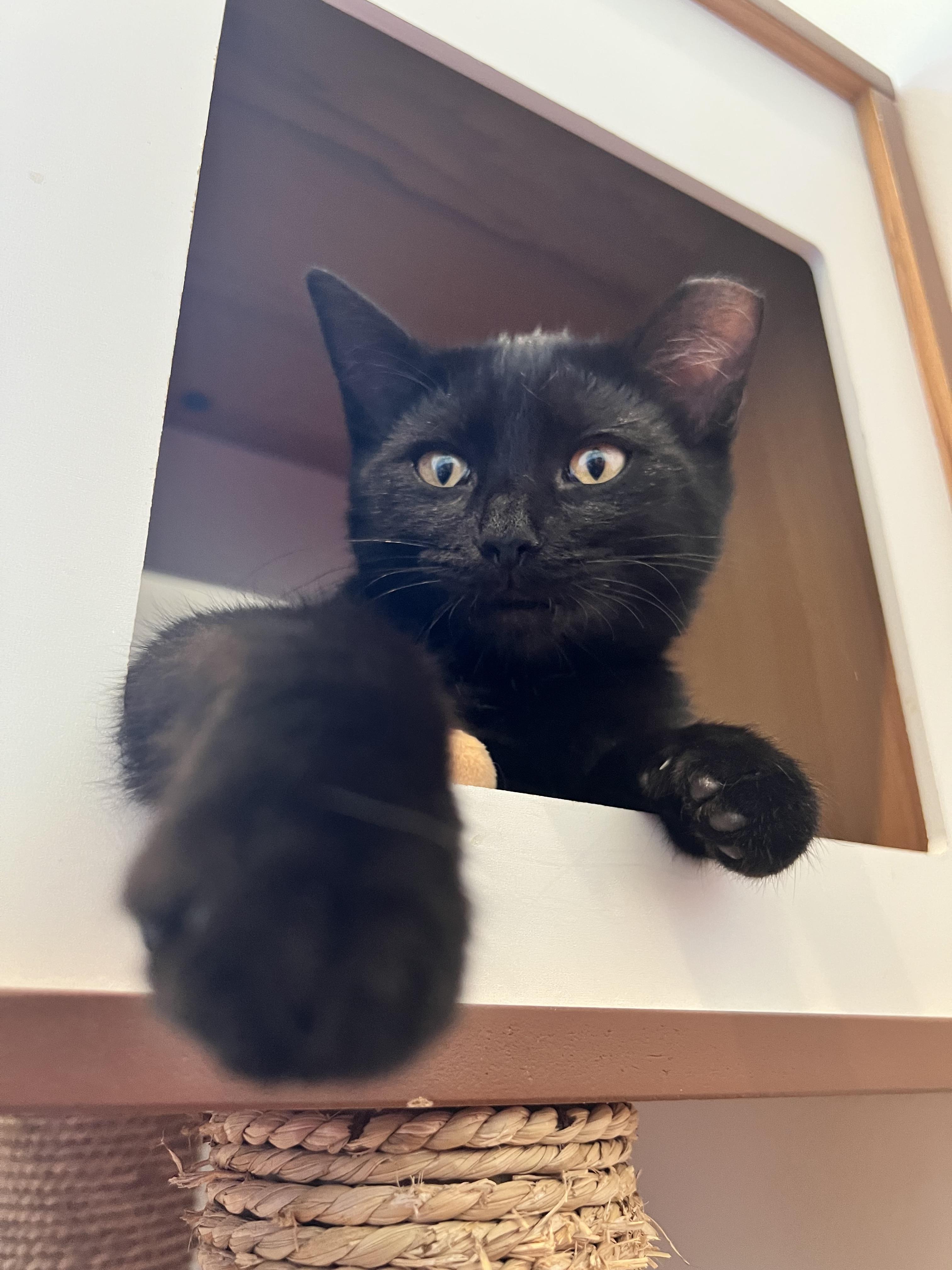 Enlarge Jillian, a Adoptable Domestic Short Hair in Columbia, MO image 2/3