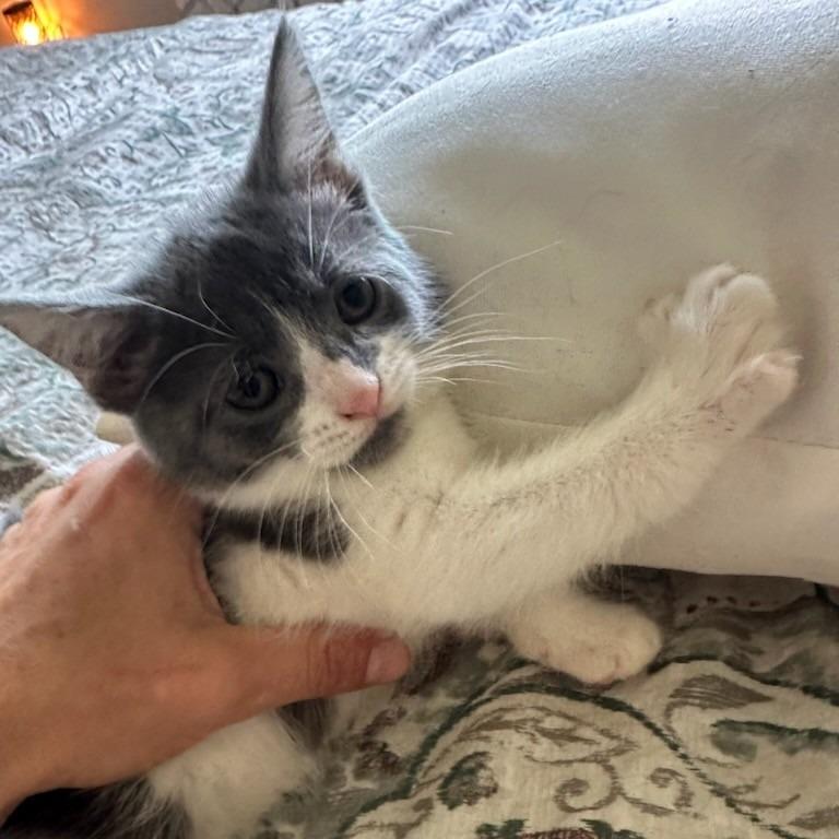 Enlarge Pip, a Adoptable Domestic Short Hair in Melbourne, KY image 1/1