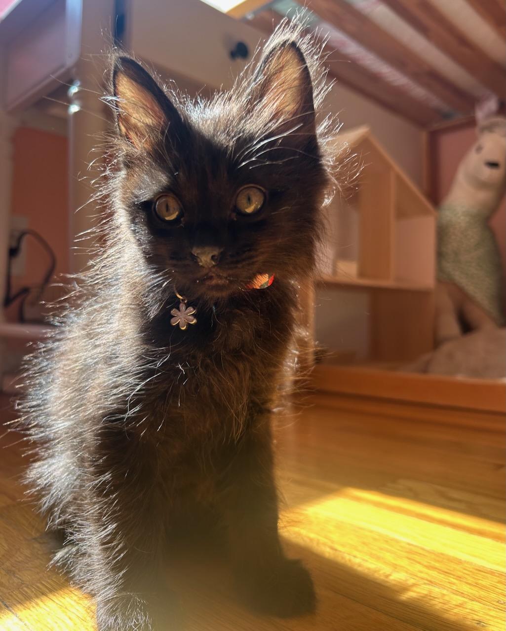 Ozzy (bonded with Lita), a Adoptable Domestic Medium Hair in San Francisco, CA image 1/6