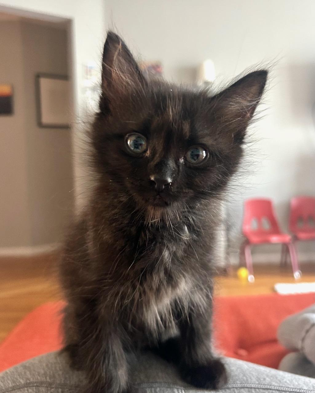 Ozzy (bonded with Lita), a Adoptable Domestic Medium Hair in San Francisco, CA image 4/6