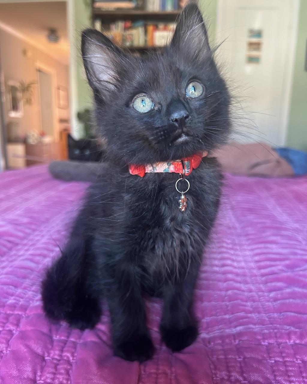 Ozzy (bonded with Lita), a Adoptable Domestic Medium Hair in San Francisco, CA image 5/6