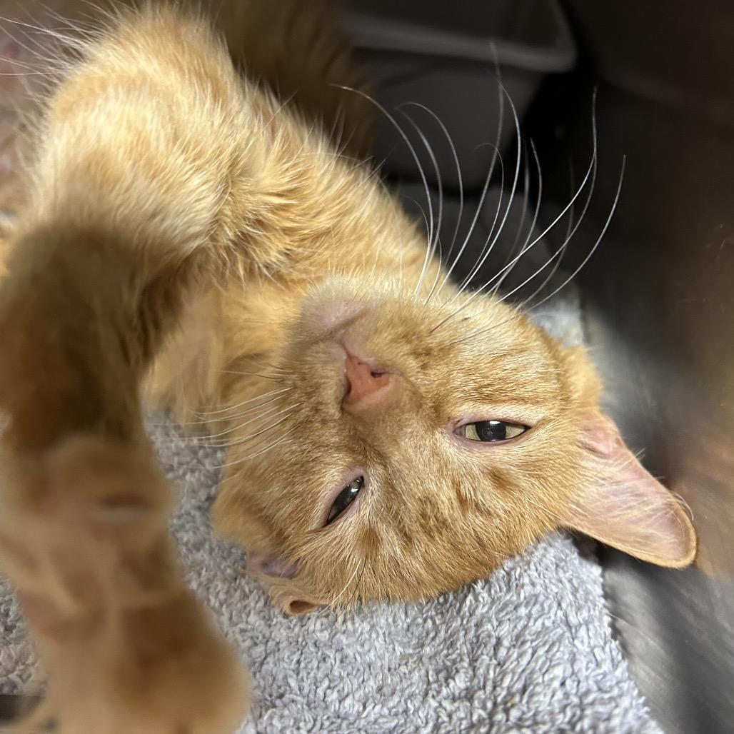 Cece, Adoptable, Young Female Persian.