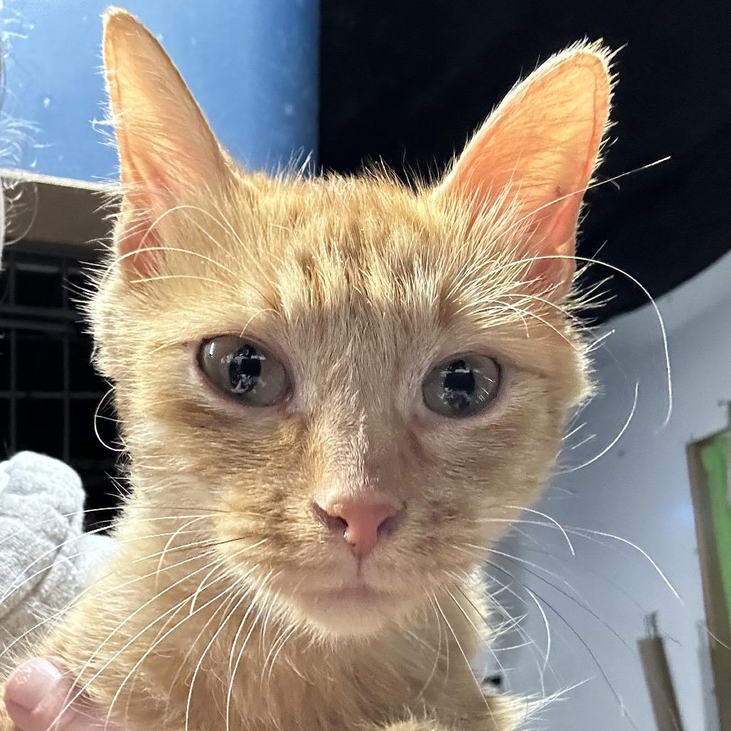 Enlarge Cece, a Adoptable Persian in mount vernon, AR image 2/3