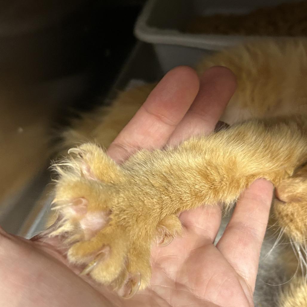 Enlarge Cece, a Adoptable Persian in mount vernon, AR image 3/3