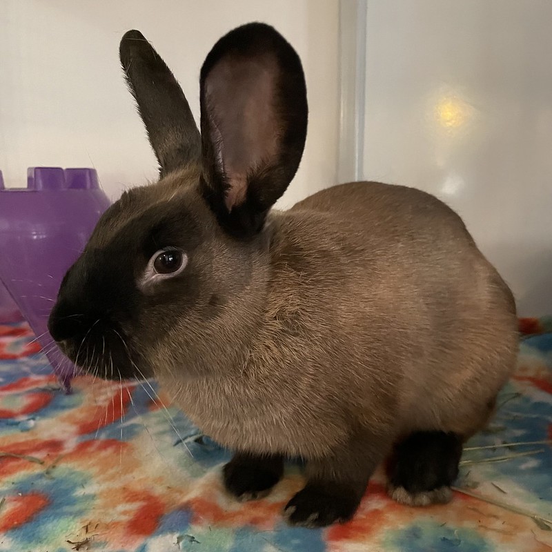 Enlarge Sandpiper, an adoptable American Sable in Chicago, IL image 2/3