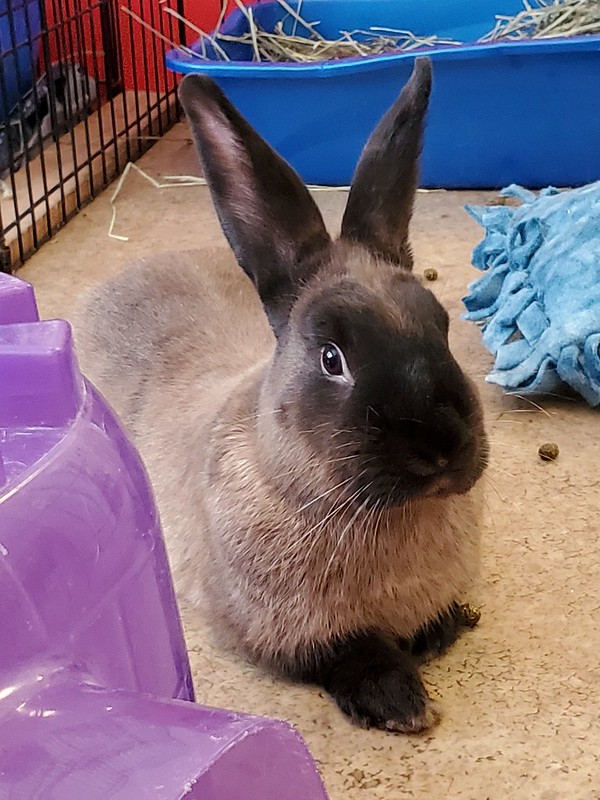 Enlarge Sandpiper, an adoptable American Sable in Chicago, IL image 3/3