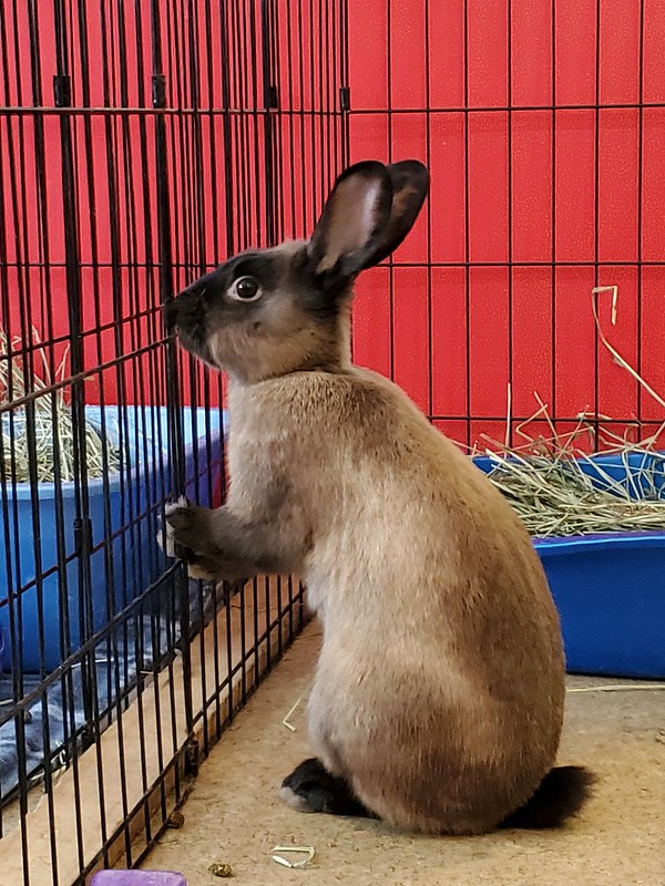 Sandpiper, adoptable, Adult Male American Sable.