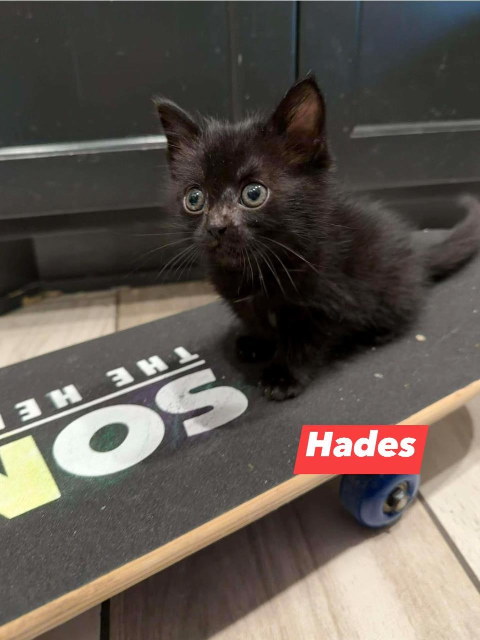 Hades, a ADOPTABLE Domestic Short Hair in Edmond, OK image 1/4