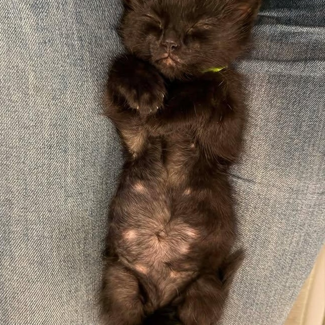 Hades, a ADOPTABLE Domestic Short Hair in Edmond, OK image 2/4