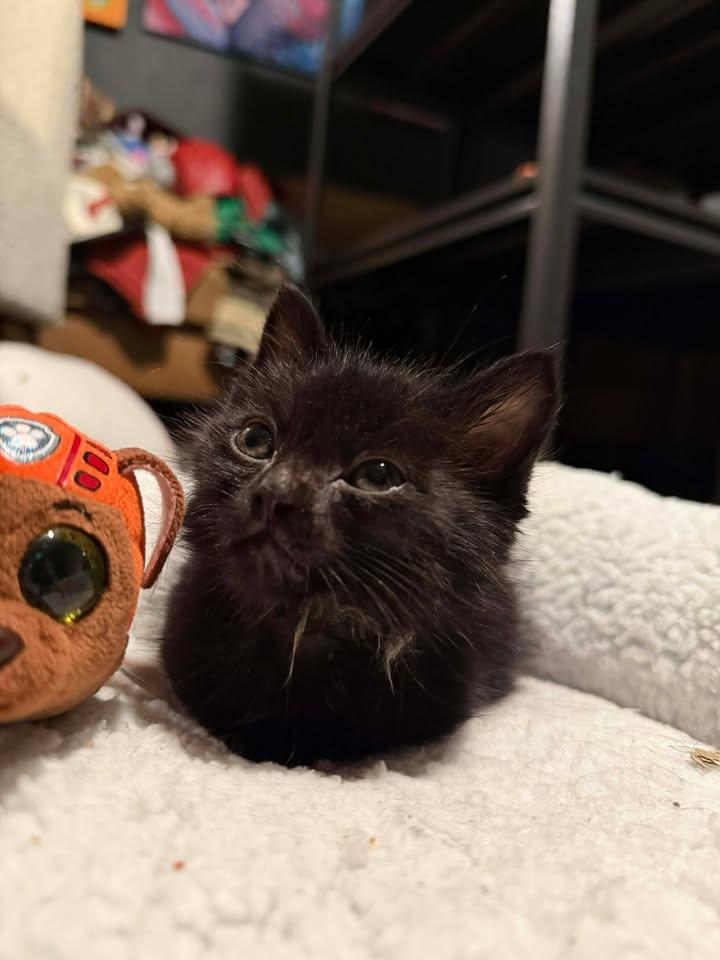 Hades, a ADOPTABLE Domestic Short Hair in Edmond, OK image 3/4