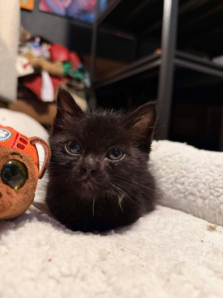 Hades, a ADOPTABLE Domestic Short Hair in Edmond, OK image 4/4