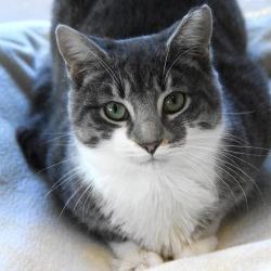 Maximus, Adoptable, Adult Male Domestic Short Hair.